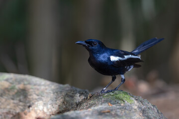 Oriental Magpie-Robin A Melodic Muse in the Garden