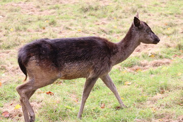 Deer in Phoenix Park in Dublin
