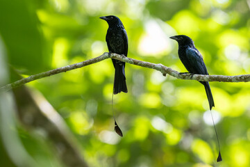 A Greater Racket-tailed Drongo's Majestic Display in the Wild