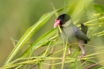 Nature Wildlife image of beautiful bird Java sparrow (Lonchura oryzivora)