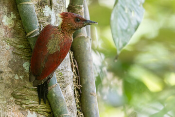 The Banded Woodpecker Strikes a Pose, Adorned with Striking Patterns Amidst the Forest