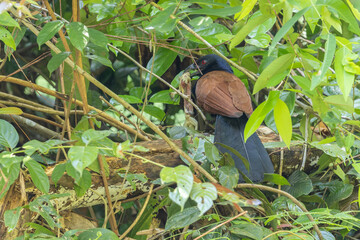 The Greater Coucal proudly displays its prowess, captured mid-flight with a prized catch. Witness the Circle of Life in a Single Frame