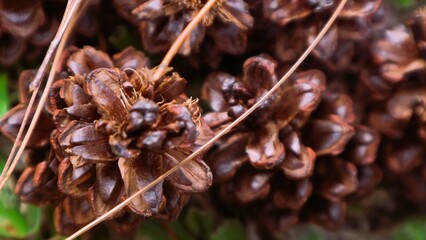 close up of pile of various shape dried pine cones, christmas background concept