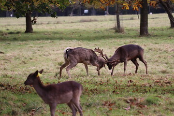 Deer in Phoenix Park in Dublin