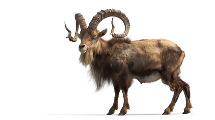 Obraz premium 1. Generate a transparent-background image of a markhor in full body, showcasing its spiral horns, majestic beard, and sturdy physique, without any text or logos present, against a clean white