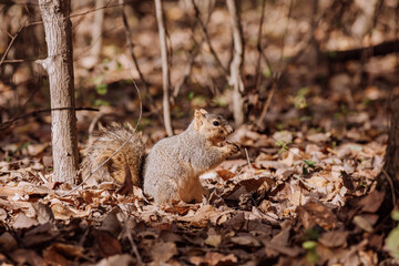 squirrel eating