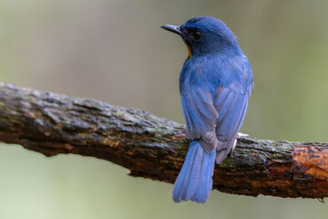 Beautiful bird of Mangrove Blue Flycatcher (Cyornis rufigastra) in Natural tropical Mangrove forest