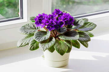 A blooming African violet violet in a pot on a home windowsill.
