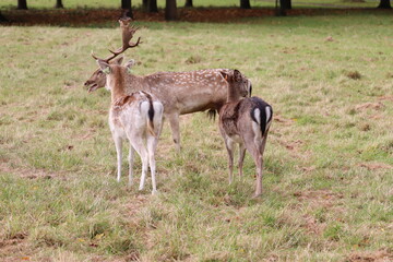 Deer in Phoenix Park in Dublin