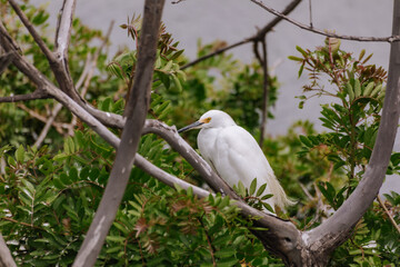 White heron 