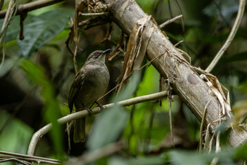 colorful Olive-winged Bulbul (Pycnonotus plumosus) Perched on Branch