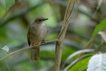 Fototapeta premium colorful Olive-winged Bulbul (Pycnonotus plumosus) Perched on Branch