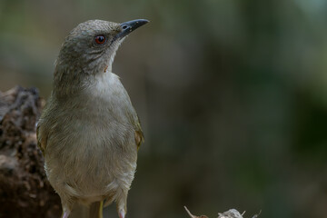 colorful Olive-winged Bulbul (Pycnonotus plumosus) Perched on Branch