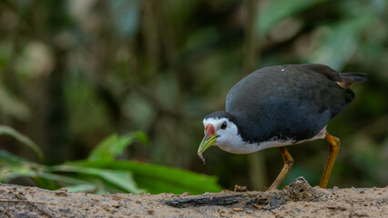 A White-Breasted Waterhen, scientifically known as Amaurornis phoenicurus, gracefully navigates its way through a tranquil, shallow wetland habitat