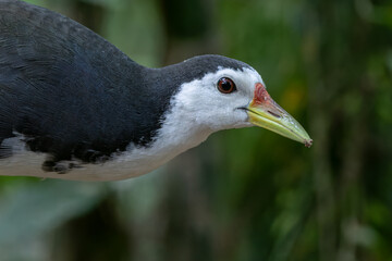 A White-Breasted Waterhen, scientifically known as Amaurornis phoenicurus, gracefully navigates its way through a tranquil, shallow wetland habitat