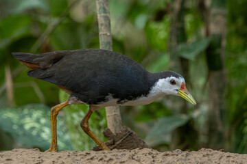 A White-Breasted Waterhen, scientifically known as Amaurornis phoenicurus, gracefully navigates its way through a tranquil, shallow wetland habitat