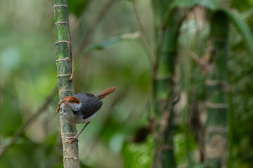 Nature wildlife image of The rufous-tailed tailorbird (Orthotomus sericeus)