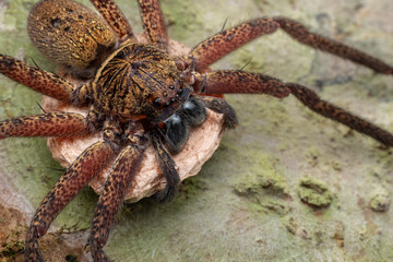 Nature view of Hunstman Spider on ground Sabah, Borneo