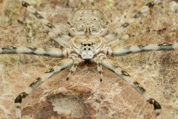 Nature view of Hunstman Spider on ground Sabah, Borneo