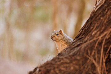 squirrel on the tree