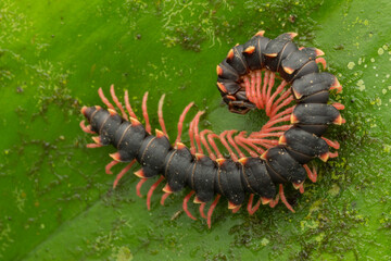 macro image of a giant millipede