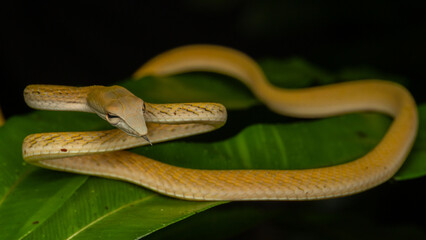 Nature wildlife of Oriental Whip Snake