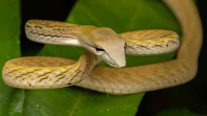 Nature wildlife of Oriental Whip Snake
