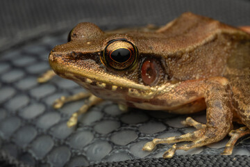 Nature wildlife image of Torrent Frog (Meristogenys phaeomerus) on deep Rainforest jungle on Sabah, Borneo