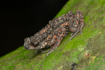 Nature wildlife image of Spiny Slender Toad (Ansonia spinulifer)