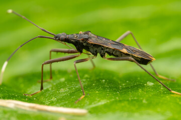 nature wildlife insect image of Assassin bugs