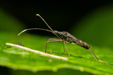 nature wildlife insect image of Assassin bugs