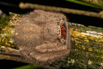Nature wildlife image of Red-and-Black Jawed Huntsman (Heteropoda sp)