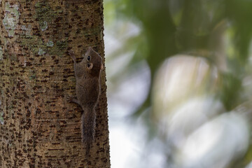 Cute Squirrel hiding on big tree on rainforest jungle