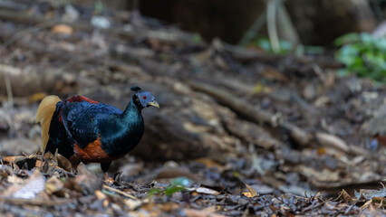 A magnificent Bornean Crested Fireback, scientifically known as Lophura ignita, stands proud in the dappled sunlight of the Bornean rainforest