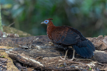 A magnificent Bornean Crested Fireback, scientifically known as Lophura ignita, stands proud in the dappled sunlight of the Bornean rainforest