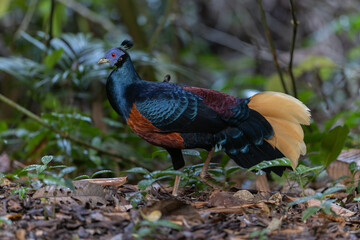 A magnificent Bornean Crested Fireback, scientifically known as Lophura ignita, stands proud in the dappled sunlight of the Bornean rainforest