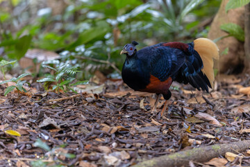 Fototapeta premium A magnificent Bornean Crested Fireback, scientifically known as Lophura ignita, stands proud in the dappled sunlight of the Bornean rainforest