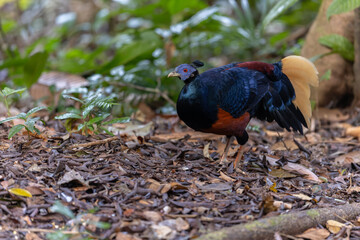 A magnificent Bornean Crested Fireback, scientifically known as Lophura ignita, stands proud in the dappled sunlight of the Bornean rainforest