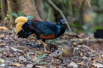 A magnificent Bornean Crested Fireback, scientifically known as Lophura ignita, stands proud in the dappled sunlight of the Bornean rainforest