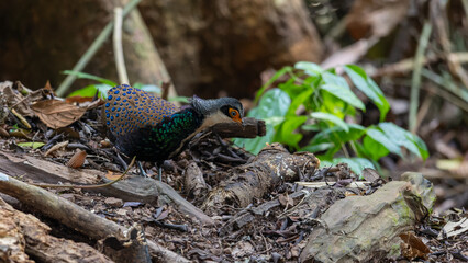 Bornean Peacock-Pheasant A Spectacle of Colors in the Heart of Borneo's Wilderness