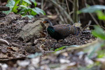 Bornean Peacock-Pheasant A Spectacle of Colors in the Heart of Borneo's Wilderness