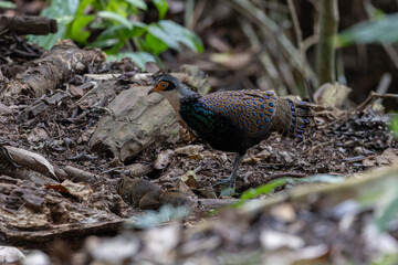 Bornean Peacock-Pheasant A Spectacle of Colors in the Heart of Borneo's Wilderness