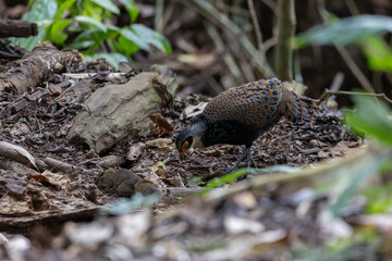 Bornean Peacock-Pheasant A Spectacle of Colors in the Heart of Borneo's Wilderness