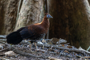 A magnificent Bornean Crested Fireback, scientifically known as Lophura ignita, stands proud in the...
