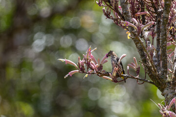 Nature wildlife image of Whitehead's Spiderhunter bird endemic of borneo bird.