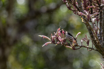 Nature wildlife image of Whitehead's Spiderhunter bird endemic of borneo bird.
