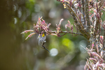 Nature wildlife image of Whitehead's Spiderhunter bird endemic of borneo bird.