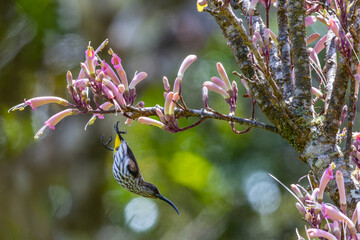 Nature wildlife image of Whitehead's Spiderhunter bird endemic of borneo bird.