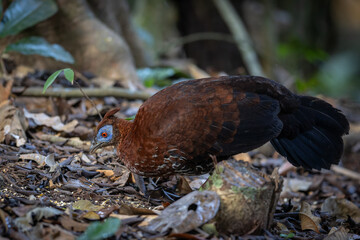 A magnificent Bornean Crested Fireback, scientifically known as Lophura ignita, stands proud in the dappled sunlight of the Bornean rainforest