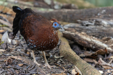 A magnificent Bornean Crested Fireback, scientifically known as Lophura ignita, stands proud in the dappled sunlight of the Bornean rainforest